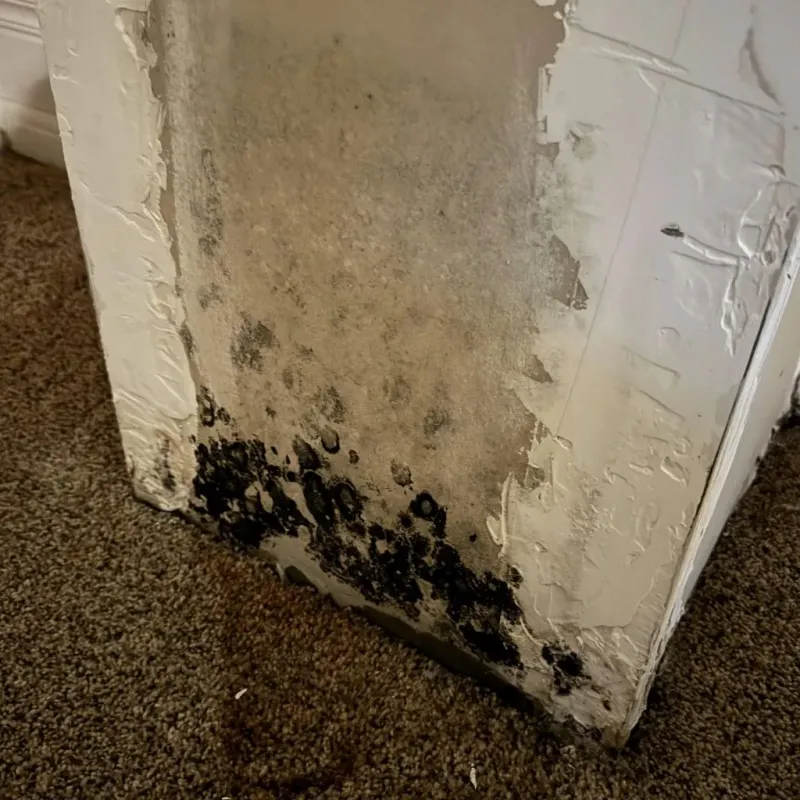 Professional Mold Removal in Harrisville, WV